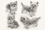Agape Yorkies